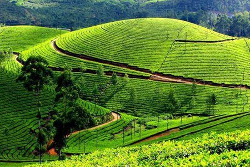 MUNNAR THEKKADY TOUR PACKAGE