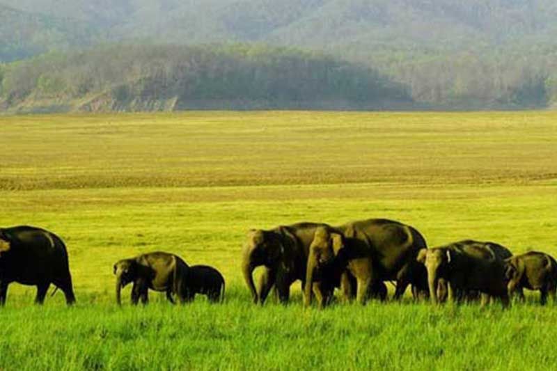 SOUTH INDIA WILDLIFE TOUR