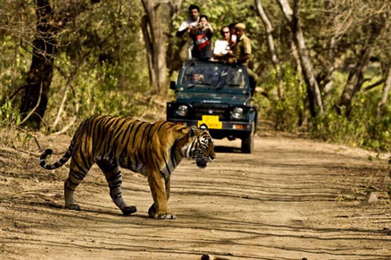 NORTH INDIA WILDLIFE TOUR